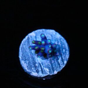 Purple Rain Acropora