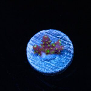 Rainbow Loom Acropora