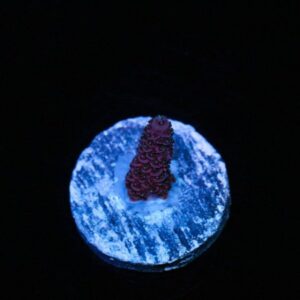 Raspberry Gusher Acropora