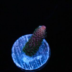 Rotten Rose Acropora