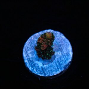 Scarlet Fever Acropora