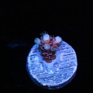 Space Invader Mille Acropora