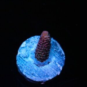 Strawberry Haze Acropora