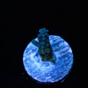 The Shocker Acropora