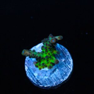 The Vinh JR Acropora