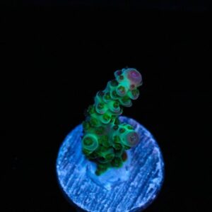 Tickle me Pink Acropora