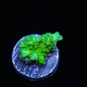 Toxic Vapor Acropora