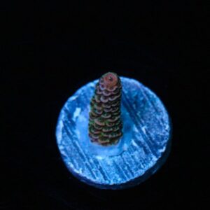 Tropical Blast Acropora