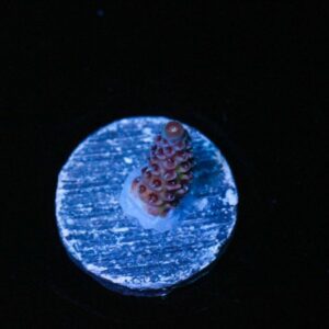 Tropical Twist Mille Acropora