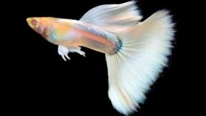 Plantation Albino Full White Guppy