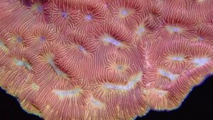 Fake O Lantern Leptoseris