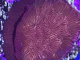 Fallen Horizon Lepto