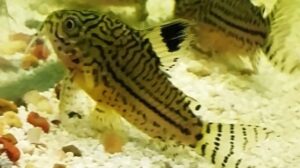 False Julii Cory Cat