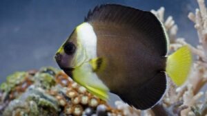 False Personifer Angelfish