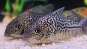 False network catfish