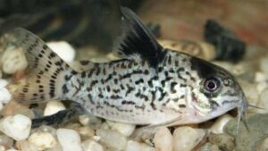 False spotted catfish