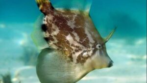 Fan Bellied Filefish