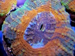 Fanta Smash Acan Echinata