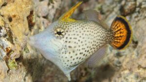 Fantail Filefish