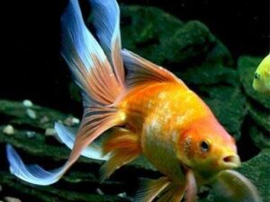 Fantail Goldfish