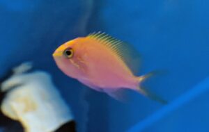 Fathead Sunburst Anthias