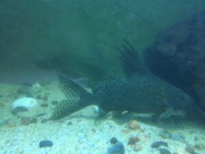 Synodontis Eupterus Catfish