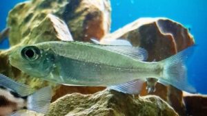 Featherfin Cichlid