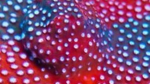 Fender Bender Cyphastrea