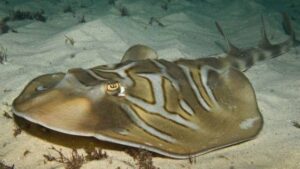Fiddler Stingray