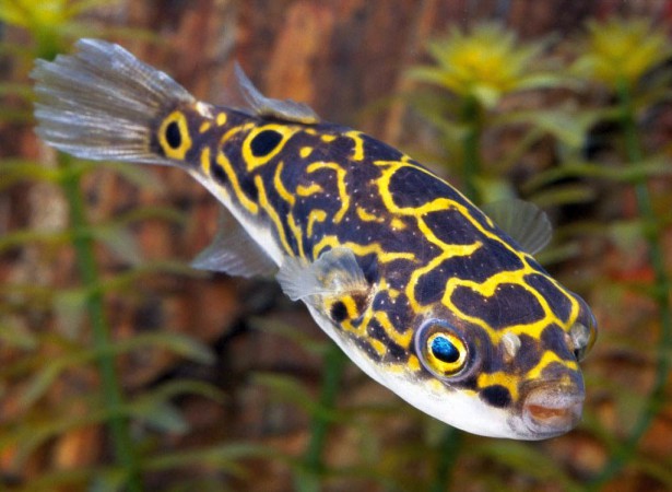 Figure 8 Puffer