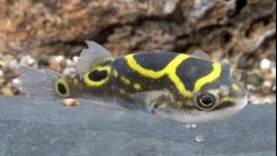 Figure 8 puffer