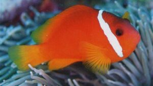 Fiji Barberi Clownfish