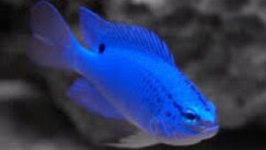 Fiji Blue Devil Damselfish