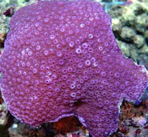 Fiji Purple Blue Astreopora