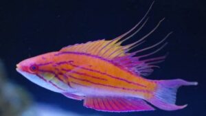 Filamented Flasher Wrasse
