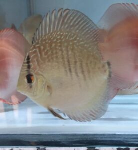 Fine Line Snakeskin Discus