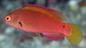 Fine Spotted Fairy Wrasse