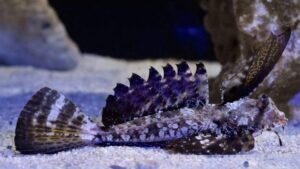 Finger Dragonet