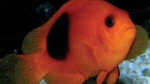 Fire Clownfish