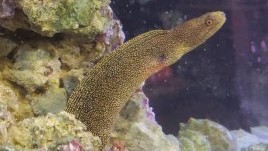 Fire Coral Eel