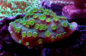 Fire Echinopora lamellosa