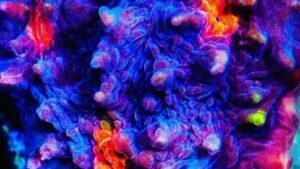 Fire and Ice Chalice