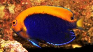 Fireball Angelfish