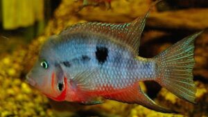 Firemouth Cichlid