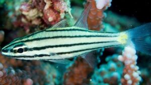 Five Lined Cardinalfish