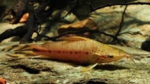 Flagtail catfish