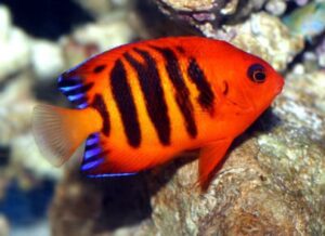 Flame Angelfish