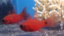 Flame Cardinalfish