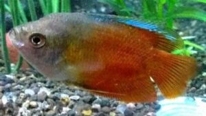 Flame Dwarf Gourami