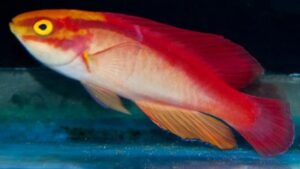 Flame Fairy Wrasse